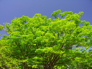 公園の新緑の欅と青空