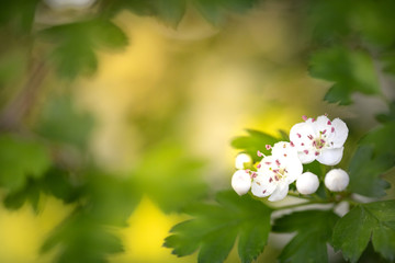 Spring white flowers of hawthorn on a green background. Selective focus