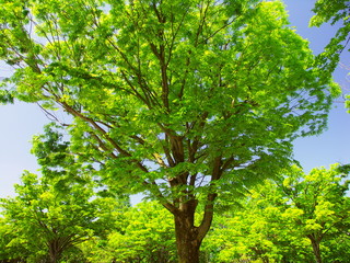 Fototapeta premium 公園の新緑の欅