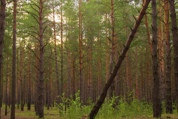 beautiful sunset shadows in the pine forest