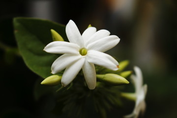 close up of a white Jasmine flower