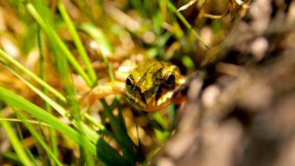 frog on the tree - eyes of the frog

