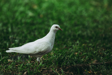 Closeup to beautiful clean white pigeon bird on green grass or lawn at the public park garden. in dark forest tone.