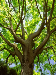 初夏の朝の逆光の欅の木