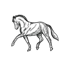 Horse engraving vector design illustration