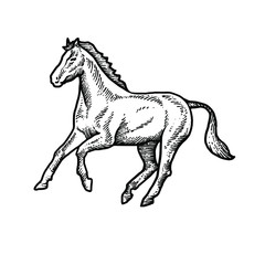 Horse engraving vector design illustration