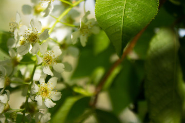 white cherry flowers in the spring garden