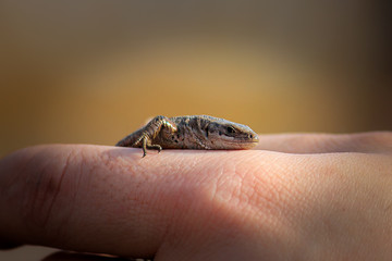 lizard on a palm