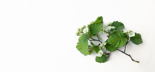 White flowers on a hawthorn branch on a white background. Selective focus. concept of nature background. copy space.