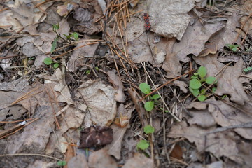 tree bark on earth