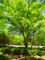 新緑の欅のある初夏の公園風景