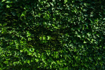 Texture of green plants