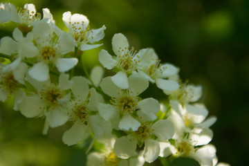 white cherry flowers in the spring garden