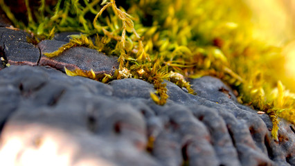 Black Hub old mushroom - moss

