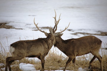 Ezo sika deer in winter in Hokkaido, Japan