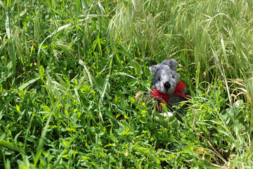Knitted toy bear in the grass
