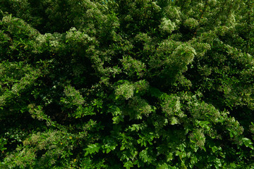 Texture of green plants