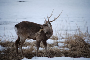 Ezo sika deer in winter in Hokkaido, Japan