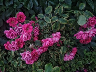 pink rose bush