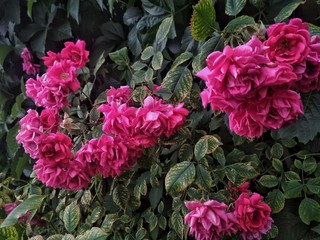 pink rose bush
