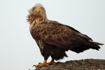Brave white-tailed eagle