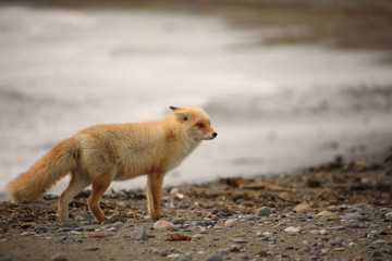 Red fox living near sea