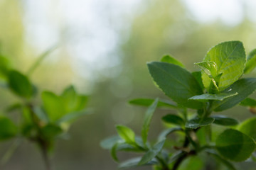young beautiful green leaves in the shade