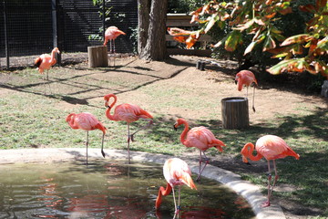 group of flamingos