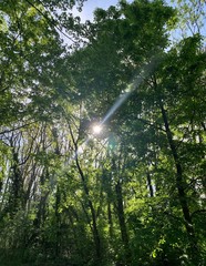 trees forest sunshine sun lights woods above