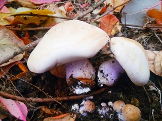 Two late autumn and winter mushrooms with a light cap and purple stem grow in dry leaves