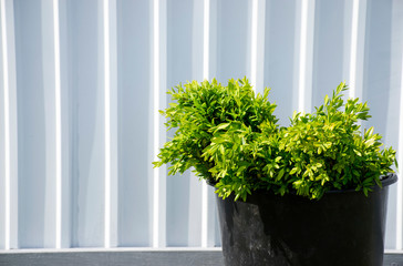 Green boxwood bush in black pot on white striped fence is ready for planting