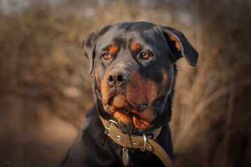 Obraz premium portrait of a dog