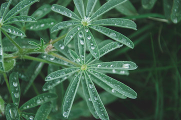 close up of green leaf with dew drops