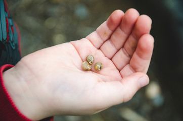 Child's hand holding a small three snails