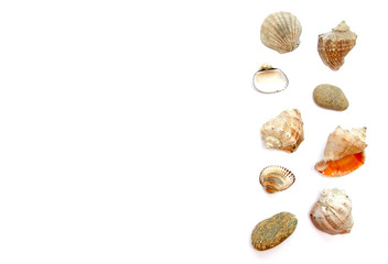seashells jn white background