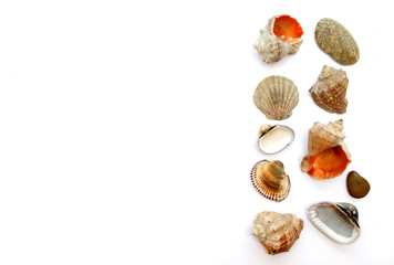seashells on white background