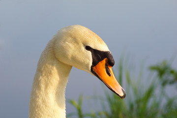 zwierzęta portret łabędź niemy © Robert Borek