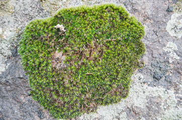 Green moss on the grey stone