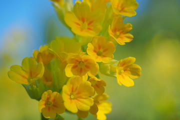 Obraz na płótnie Canvas Yellow spring flower close-up. Prímula véris. Macro.