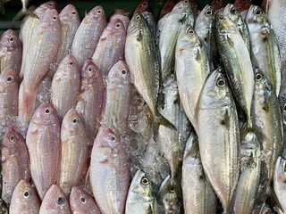 Fresh Red Soldier Croaker fish and Chub Mackerels fish at wet market. Image contains grain and noise due to high ISO. Image with selective focus