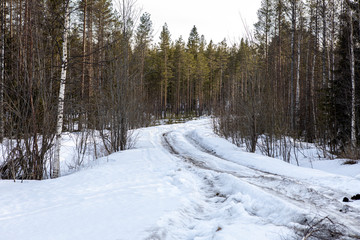 winter forest road in the snow. Hunting wild animals