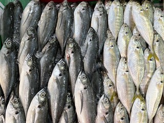 Obraz premium Fresh Torpedo Scad fish and Yellowtail Scad fish at wet market. Image contains grain and noise due to high ISO. Image with selective focus