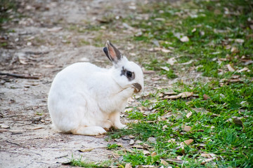 Small white cute bunny in the garden grass. Funny domestic animal, Easter symbol