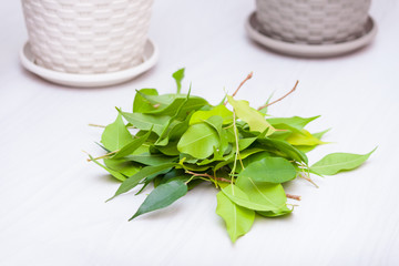 Home plants on a wooden table. Hobby, care, pruning concept. Cultivates ficus. Cutting leaves.