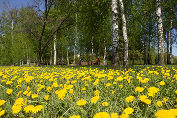 yellow dandelions and the young birch trees under a bright blue sky
