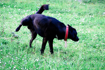 Chien noir urinant sur l'herbe .