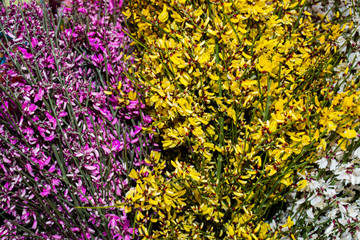 Flowers at the flower market, Bouquet ideal for Mother's Day, Woman's Day, Valentine's Day