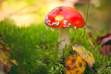 Bright amanita in a beautiful forest on a moss