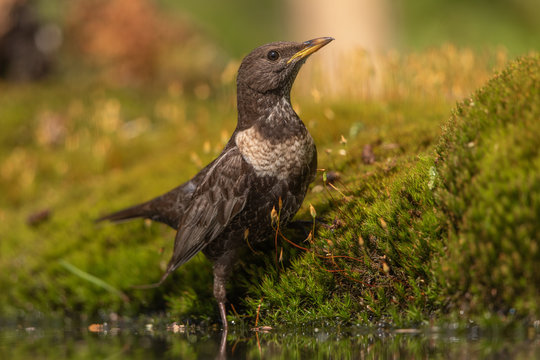 Ring ouzel photographed during spring migration in the Netherlands
