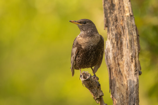 Ring ouzel photographed during spring migration in the Netherlands
